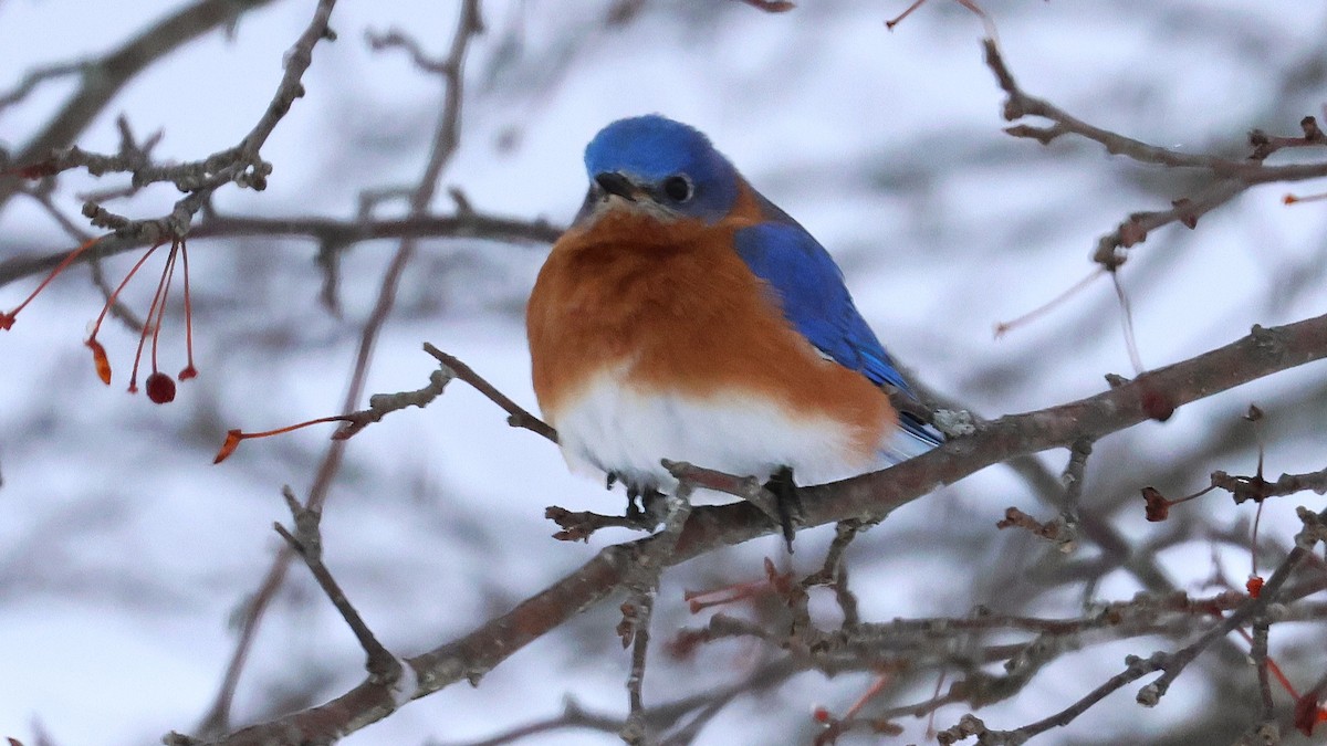 ルリツグミ - ML630789664