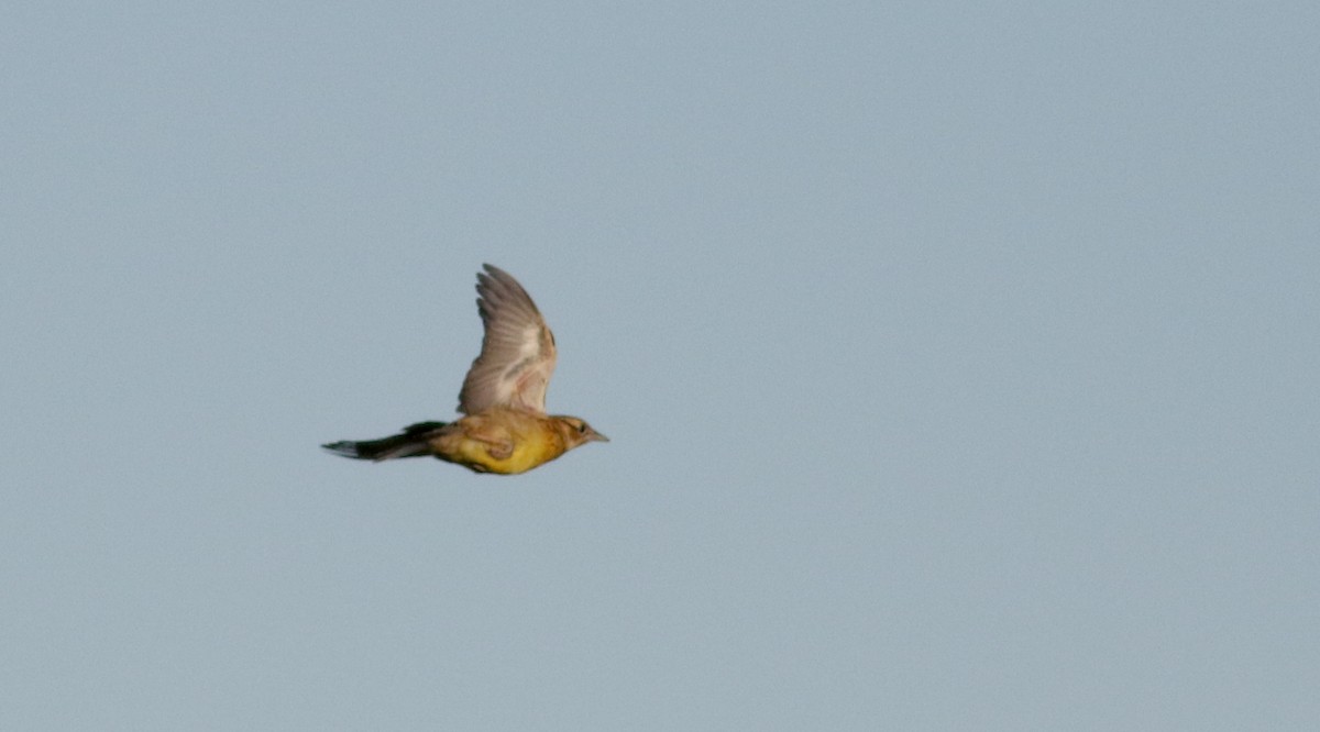 Eastern Meadowlark (Eastern) - ML63078971