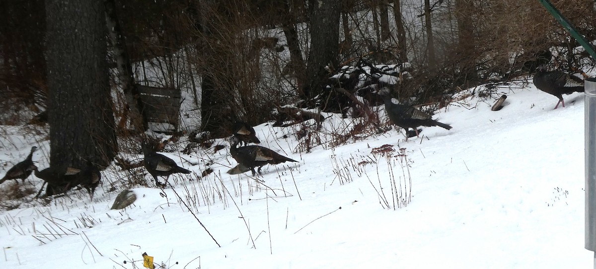 Wild Turkey - ML630789785