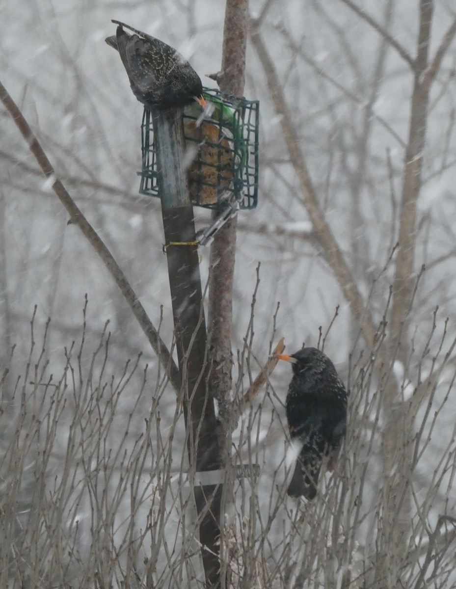 European Starling - ML630789807