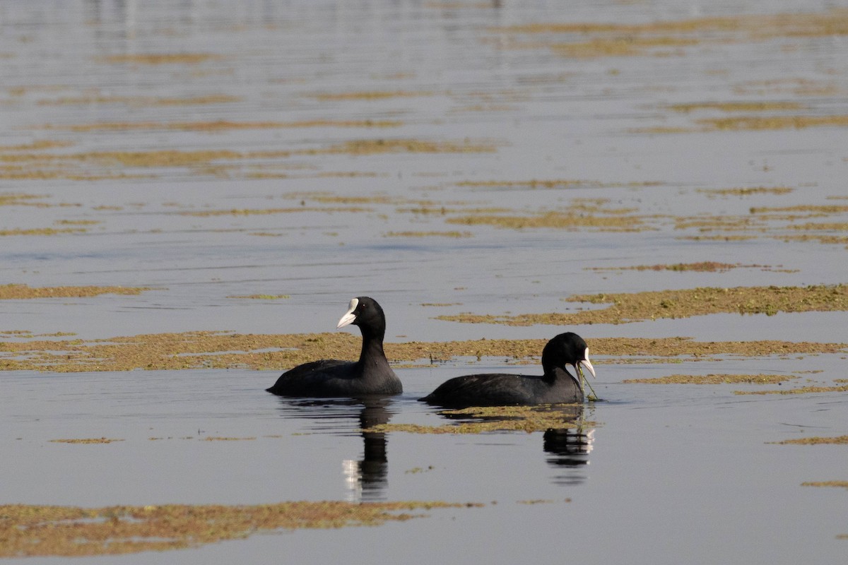 Eurasian Coot - ML630790032
