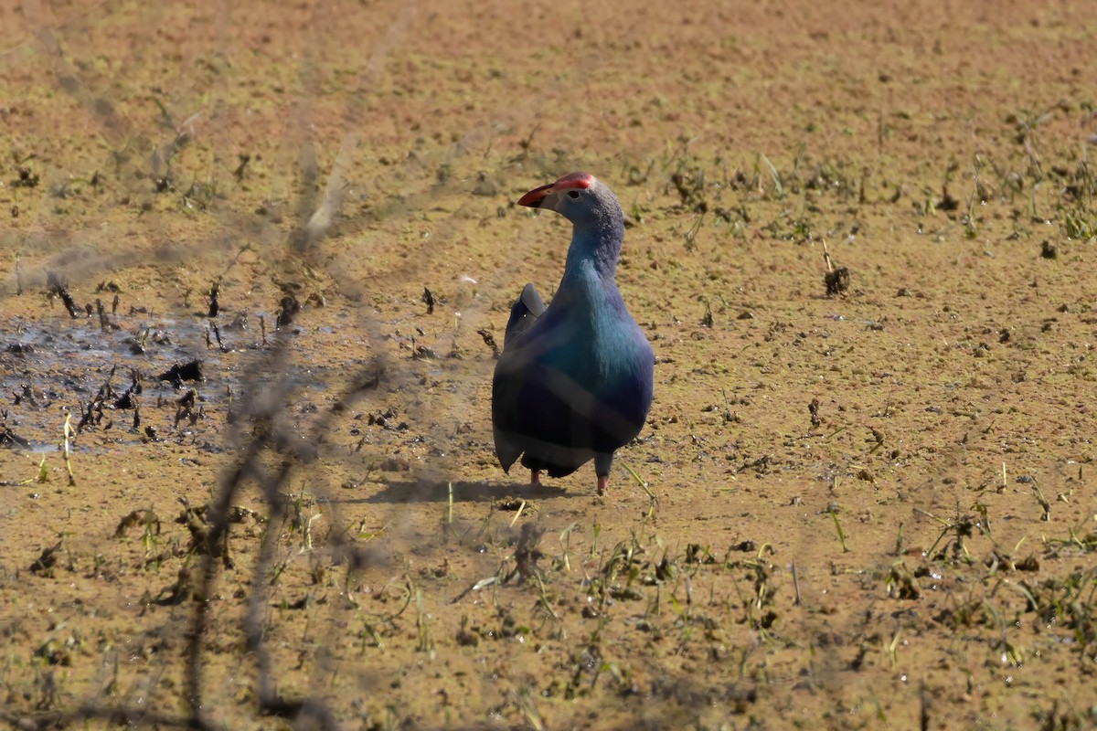 Gray-headed Swamphen - ML630790045
