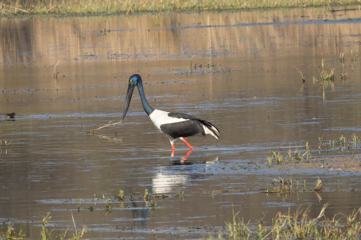 Black-necked Stork - ML630790085