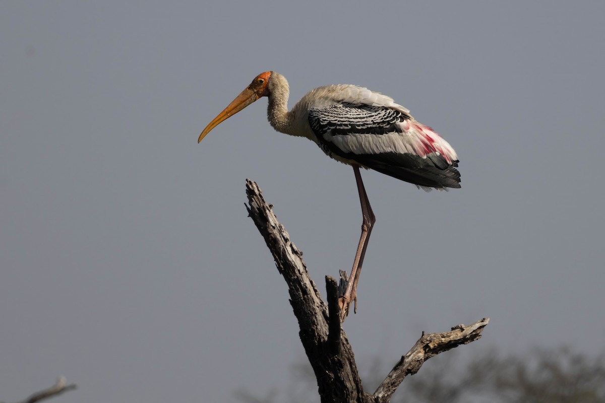 Painted Stork - ML630790117