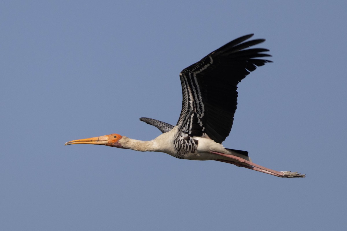 Painted Stork - ML630790118