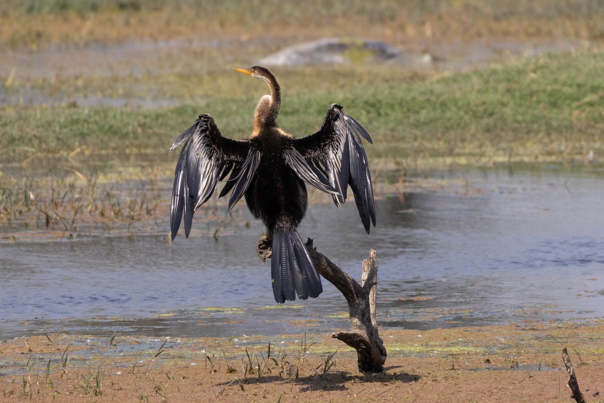 Oriental Darter - ML630790121