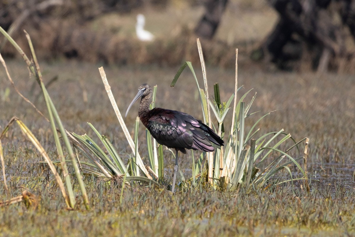 Glossy Ibis - Dr. Kavitendra Indu