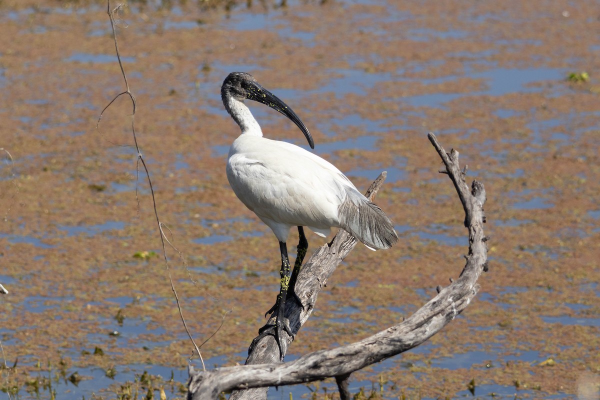 Black-headed Ibis - ML630790164