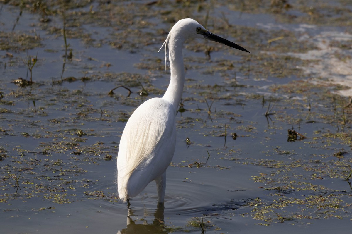 Little Egret - ML630790185