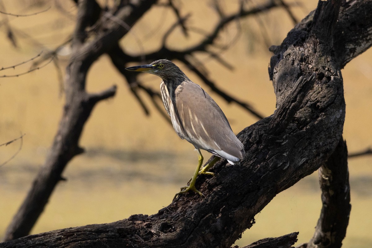 Indian Pond-Heron - ML630790194