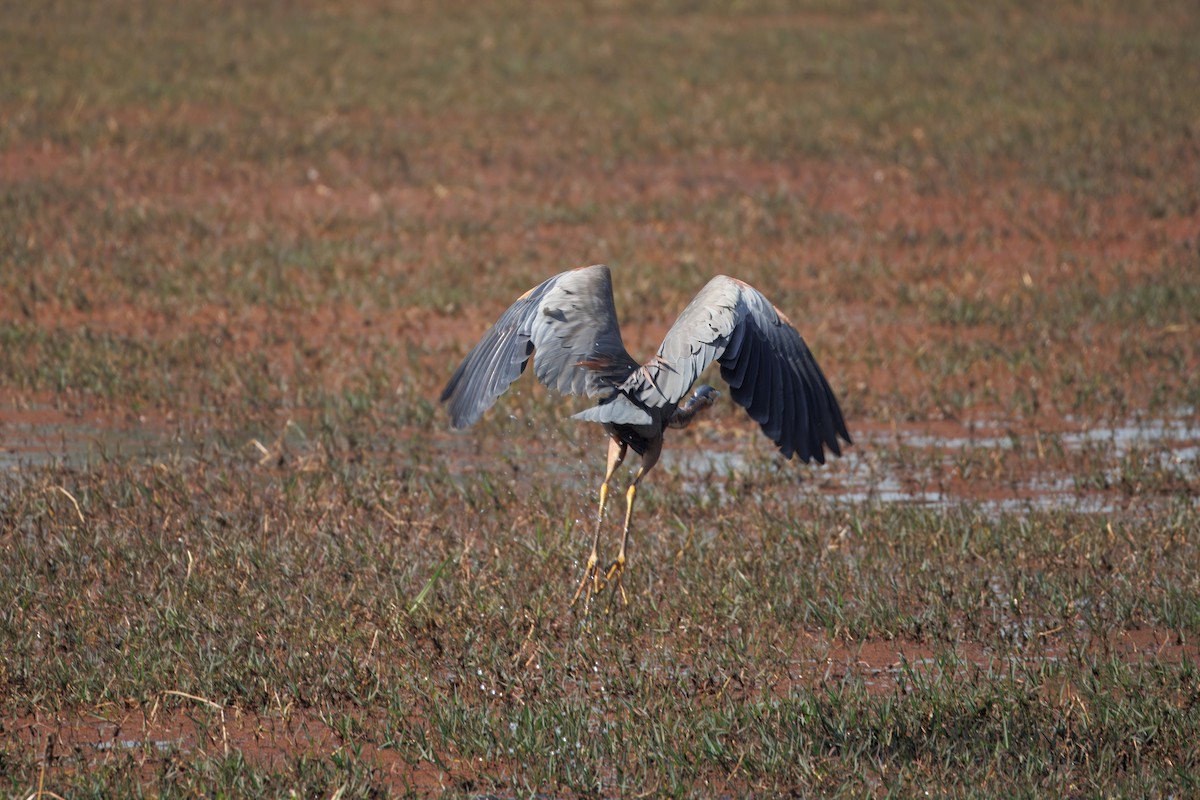 Purple Heron - ML630790211