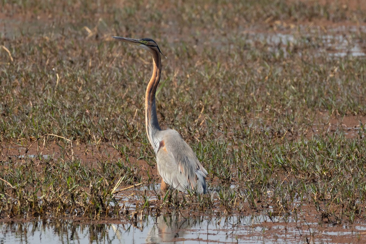 Purple Heron - ML630790212