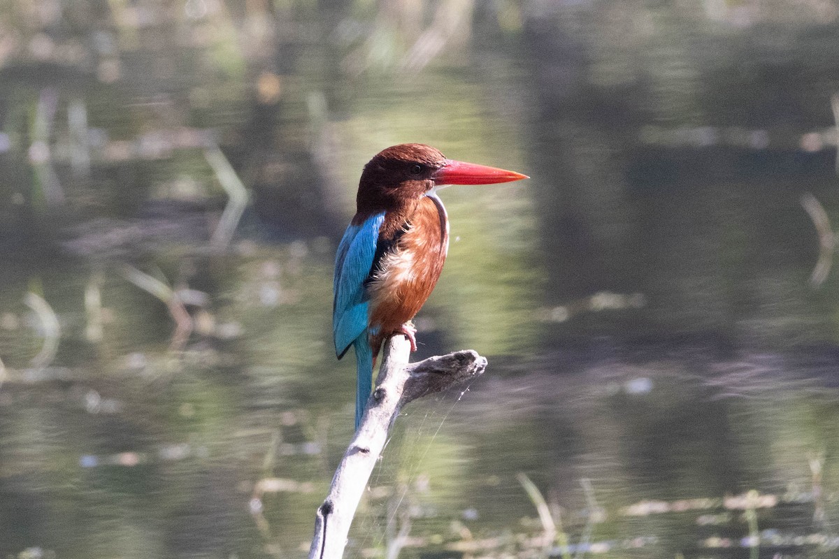 White-throated Kingfisher - ML630790222