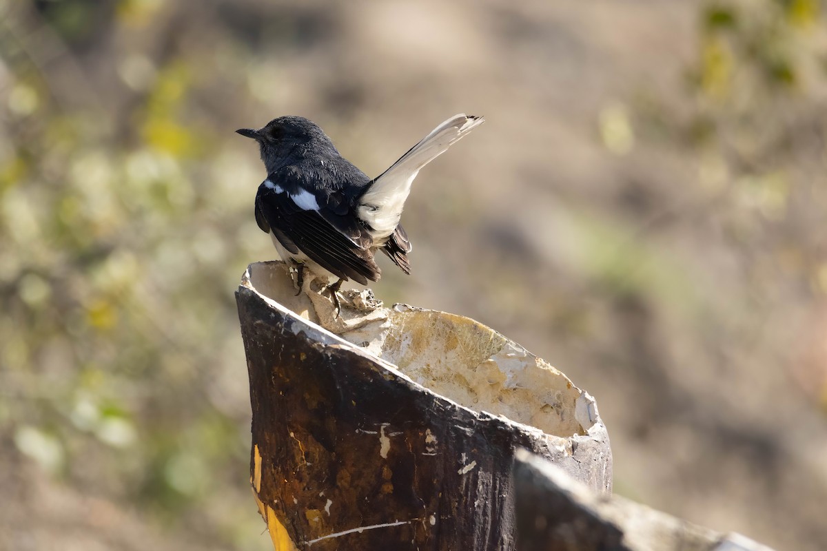 Oriental Magpie-Robin - ML630790263