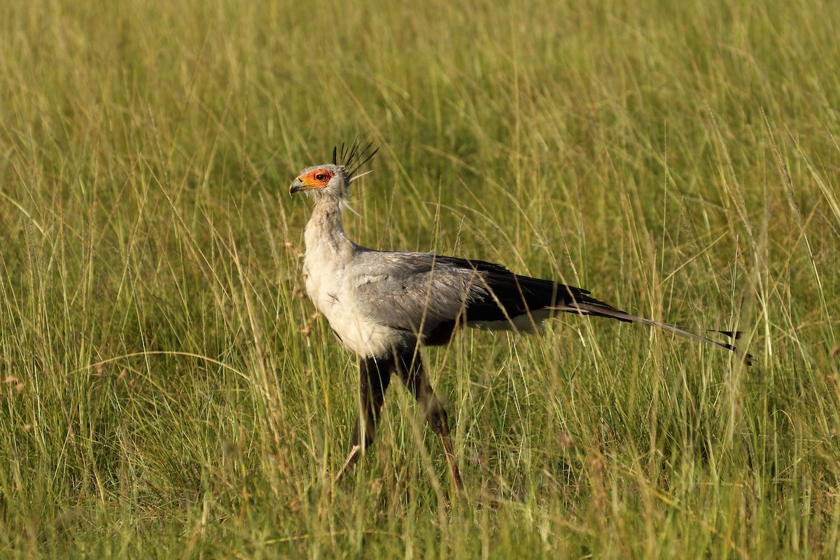 Secretarybird - Maurice Salata