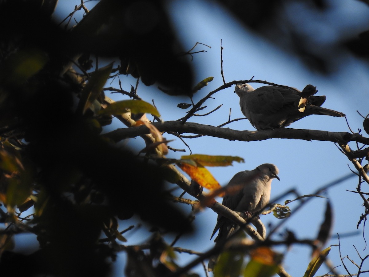 Eurasian Collared-Dove - ML630790462