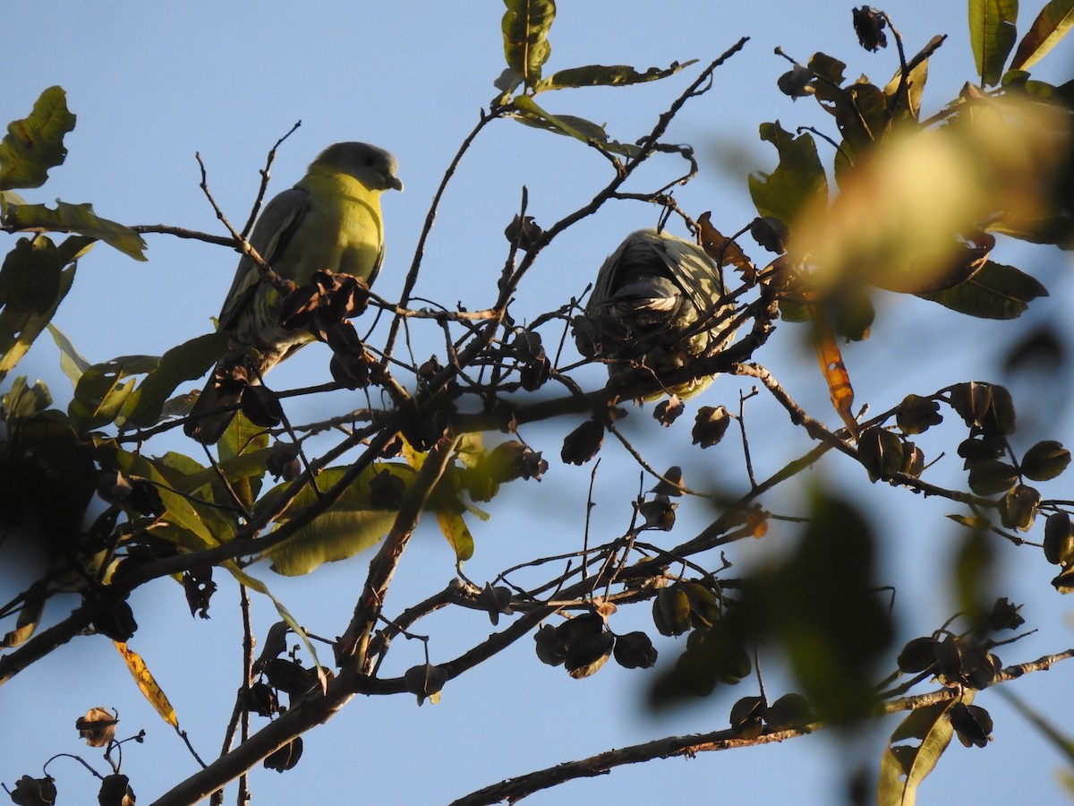 Yellow-footed Green-Pigeon - ML630790482