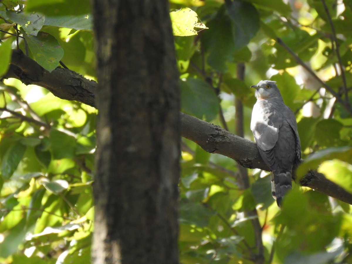Common Hawk-Cuckoo - ML630790576