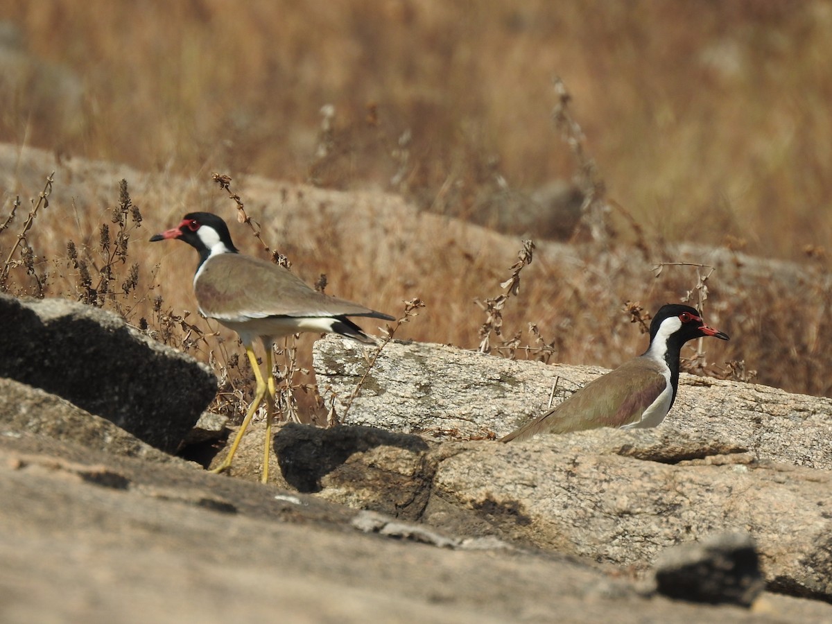 Red-wattled Lapwing - ML630790585