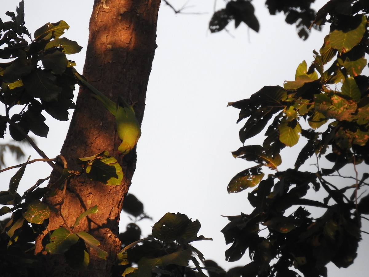 Rose-ringed Parakeet - ML630790709
