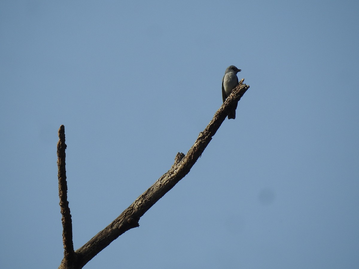 Indian Cuckooshrike - ML630790722