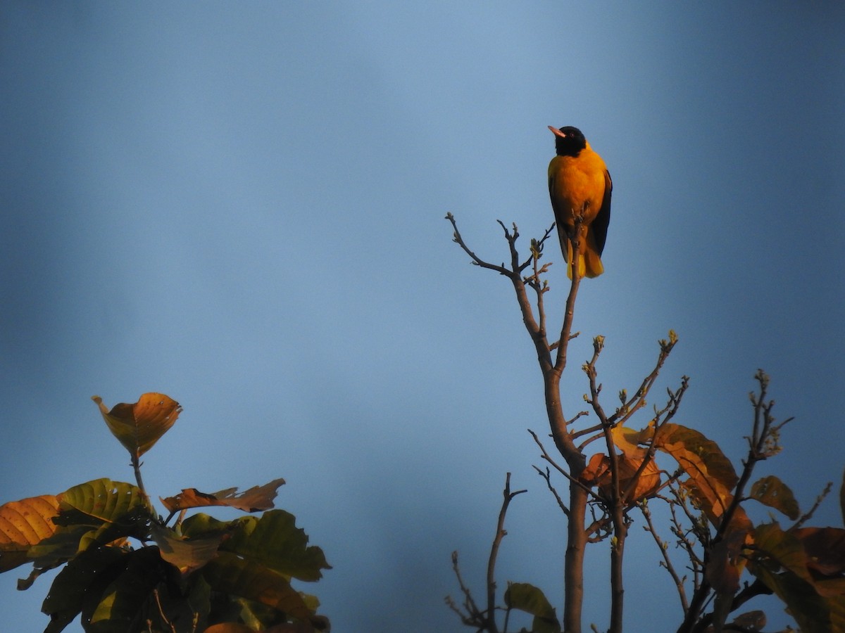 Black-hooded Oriole - ML630790727