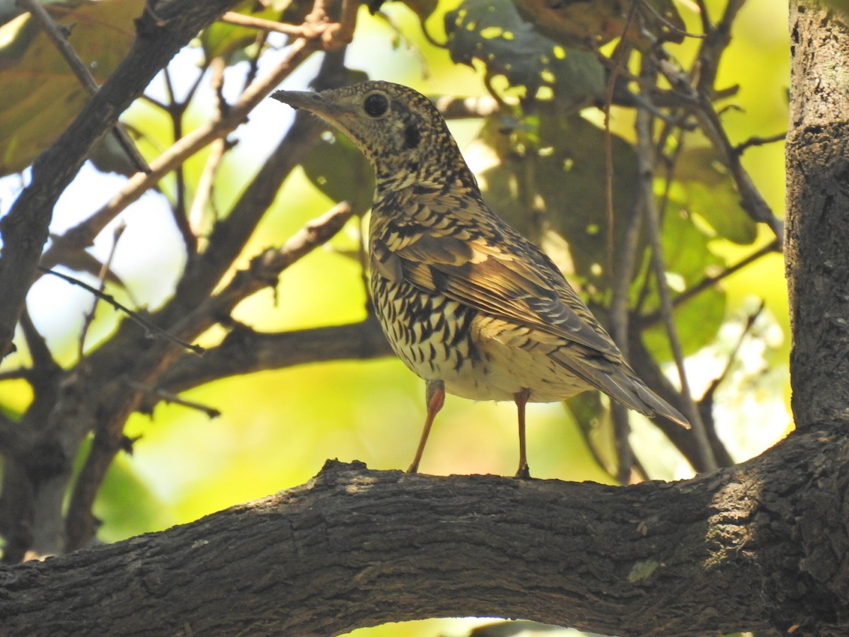 Scaly Thrush - ML630790762