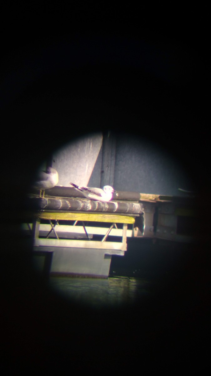 Black-legged Kittiwake - ML630790785