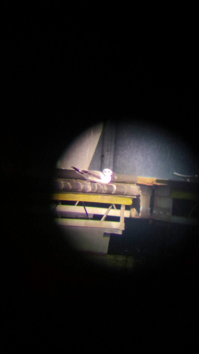 Black-legged Kittiwake - ML630790786