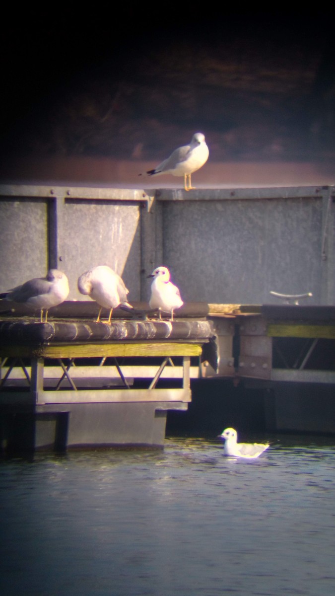 Black-legged Kittiwake - ML630790788