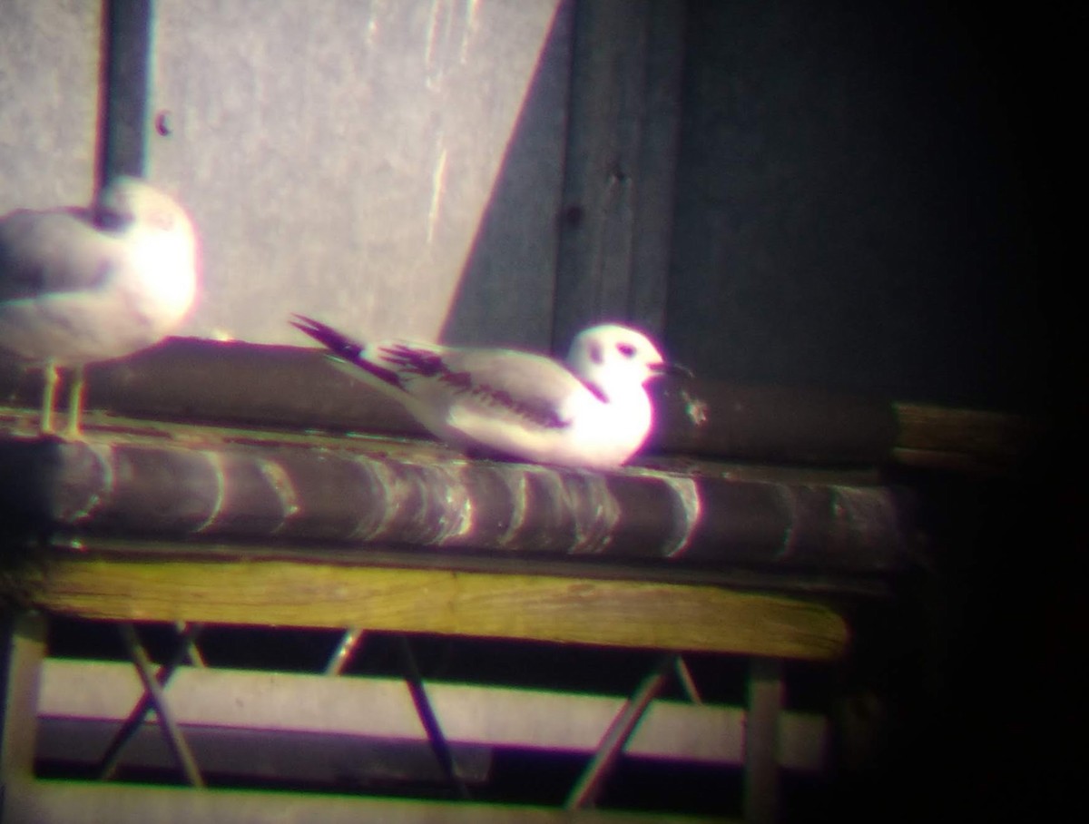 Black-legged Kittiwake - ML630790789