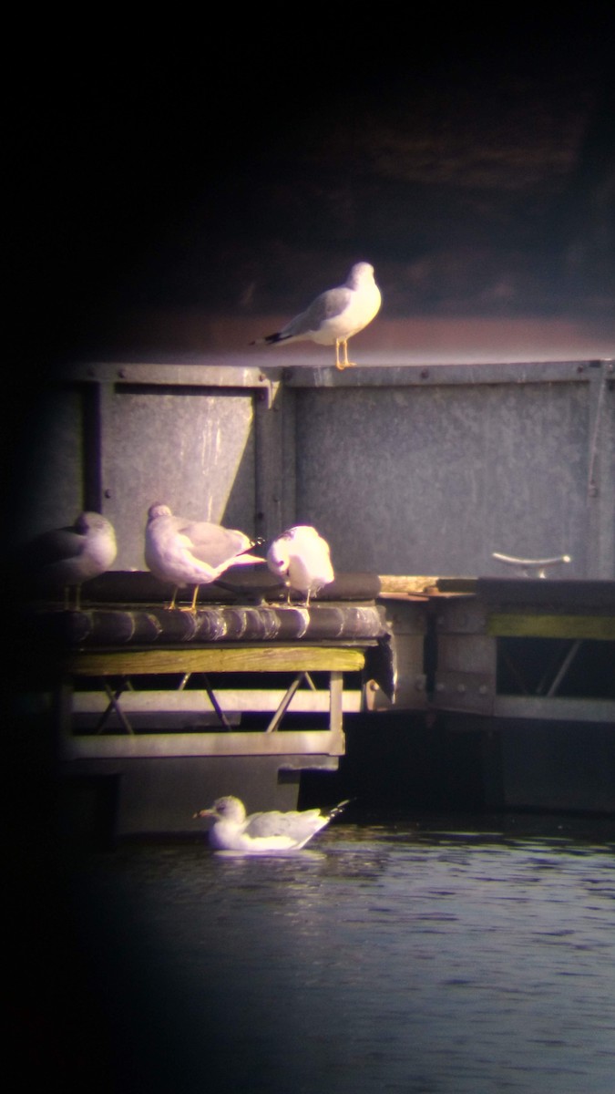 Black-legged Kittiwake - ML630790790