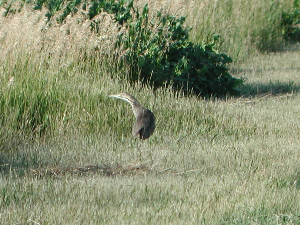 American Bittern - ML63079091