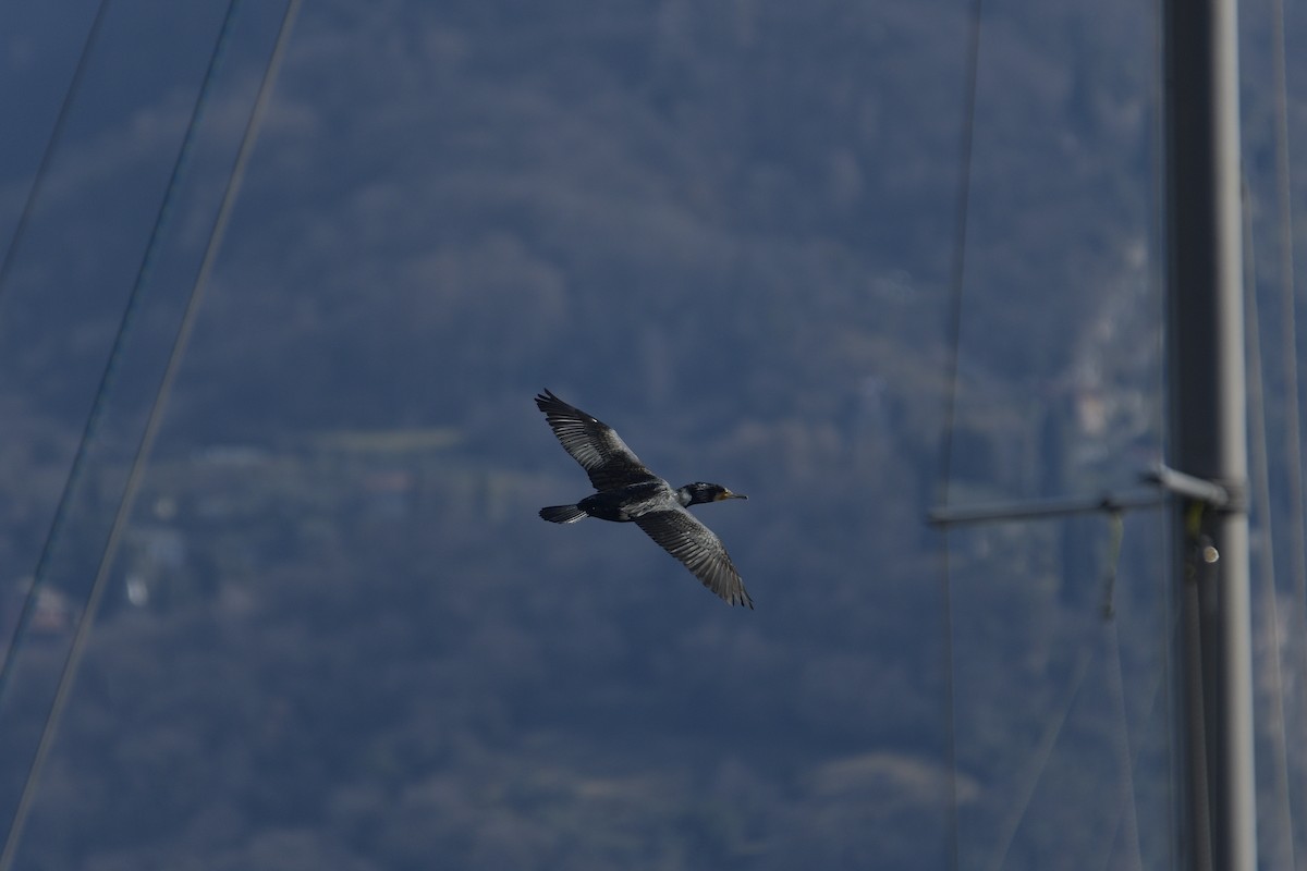 Great Cormorant - ML630791426