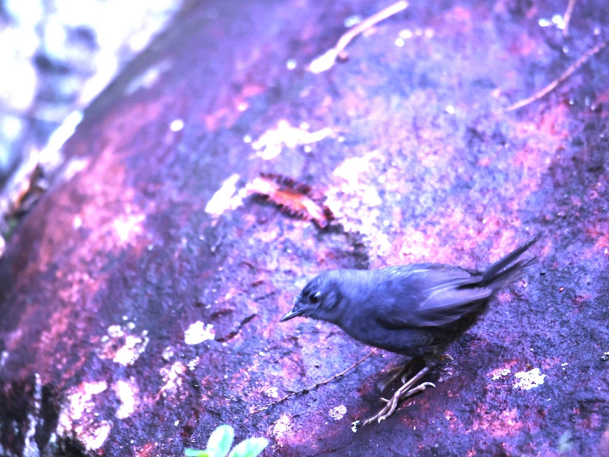 Diamantina Tapaculo - ML630791449