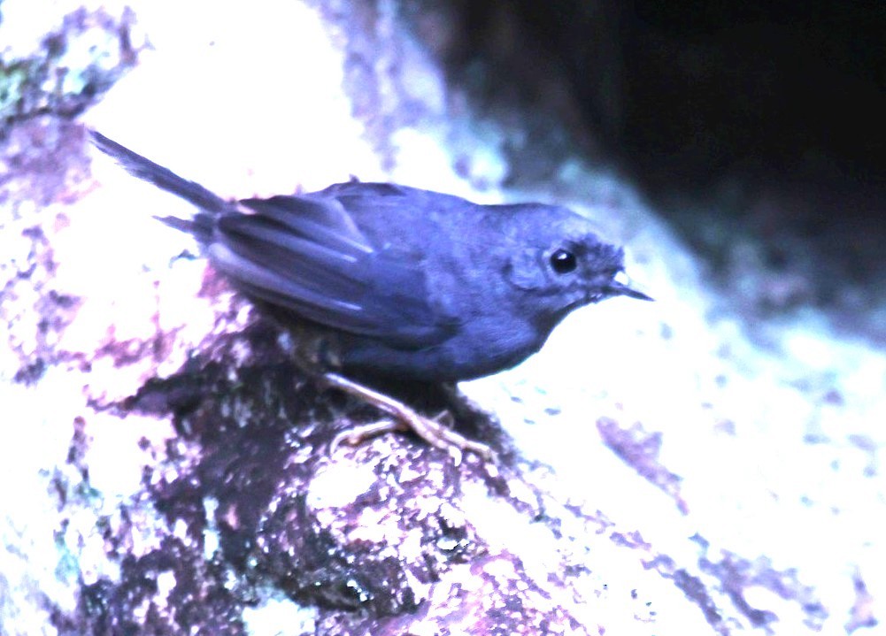 Diamantina Tapaculo - ML630791450