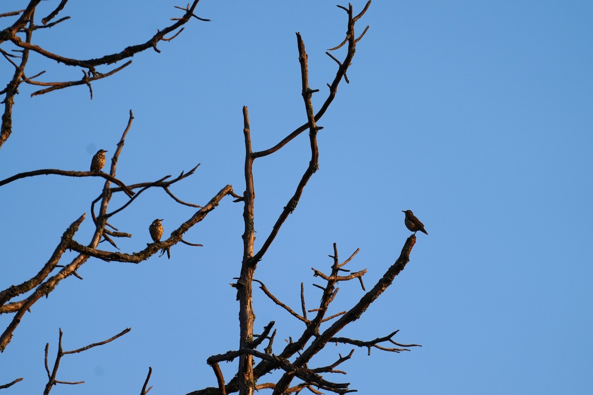 Ethiopian Thrush - ML630791469