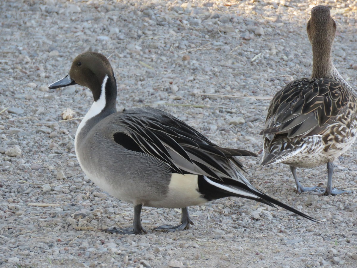 Northern Pintail - ML630791699