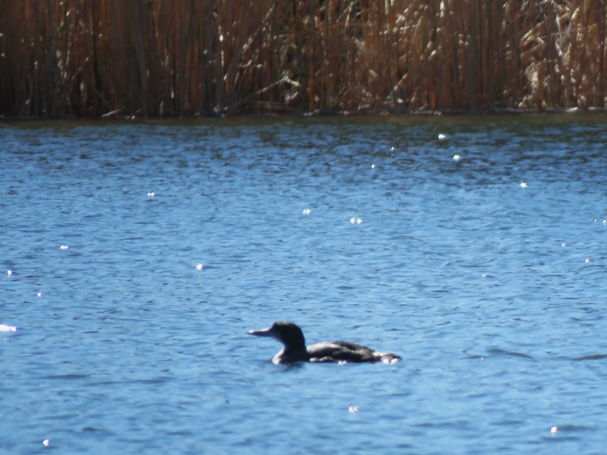 Common Loon - ML630791791