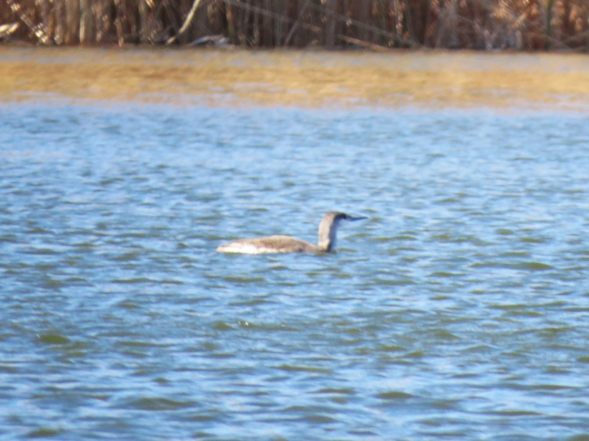 Red-throated Loon - ML630791804