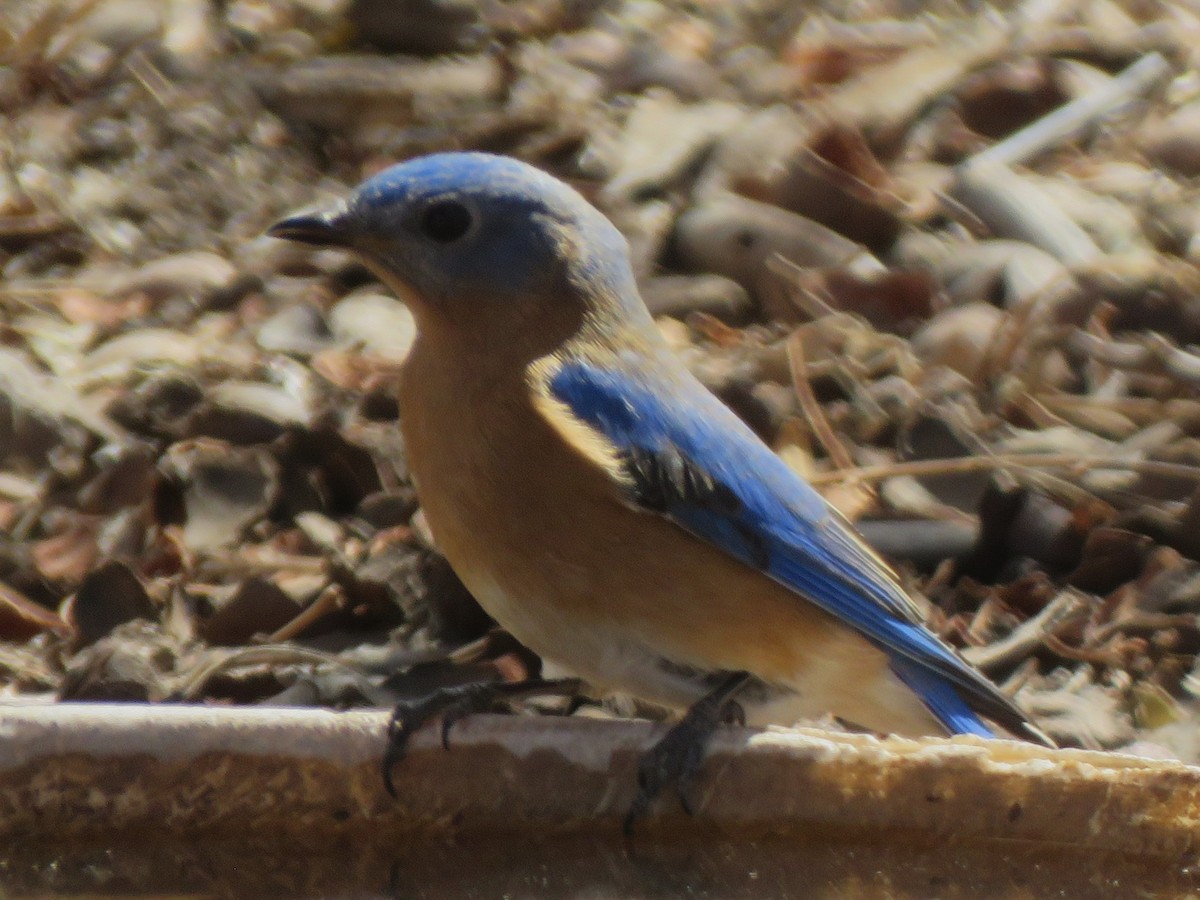 Eastern Bluebird - ML630791837
