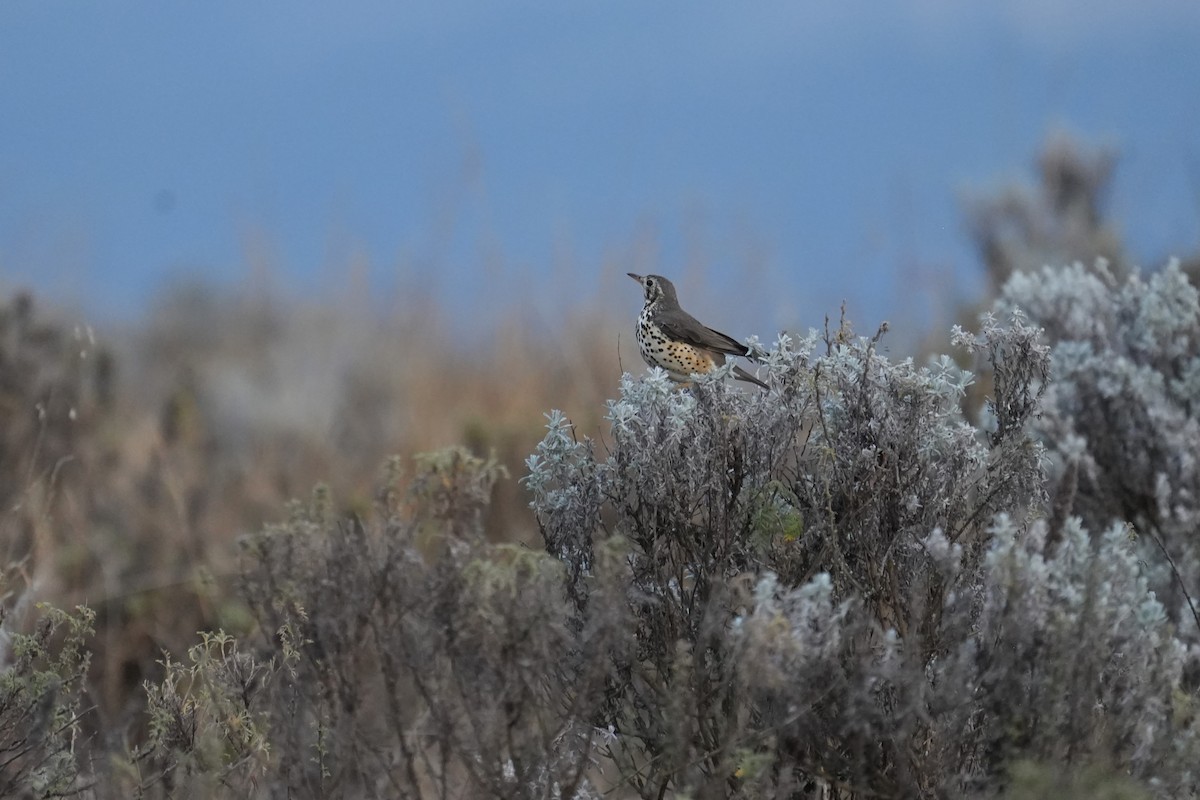 Ethiopian Thrush - ML630791851