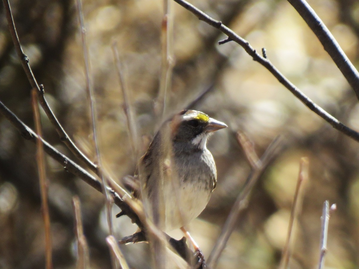White-throated Sparrow - ML630791852
