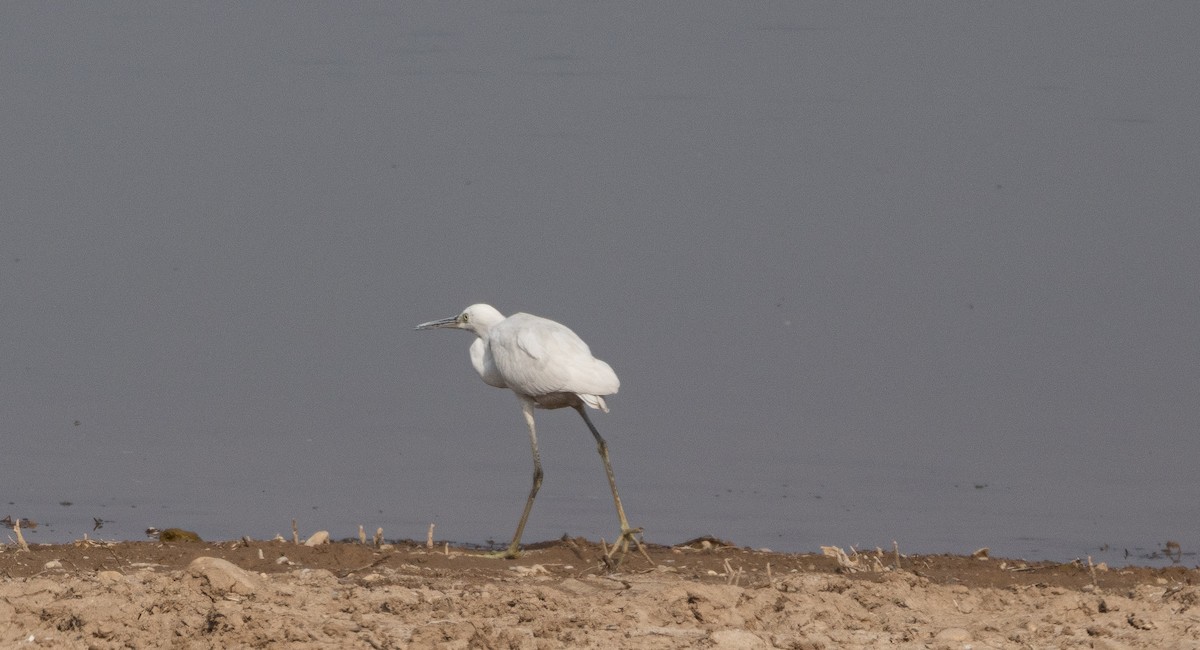 Western Reef-Heron - ML630791885