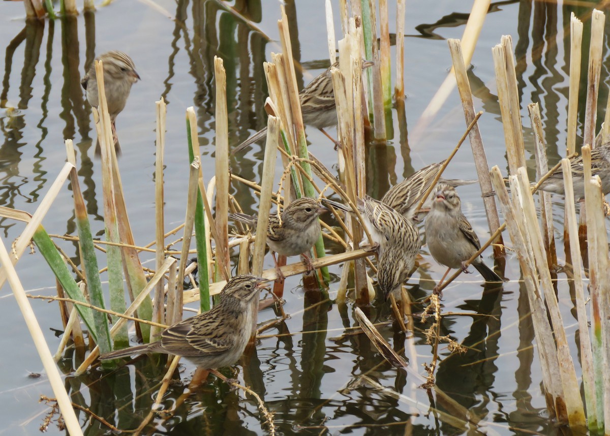 Brewer's Sparrow - ML630791932