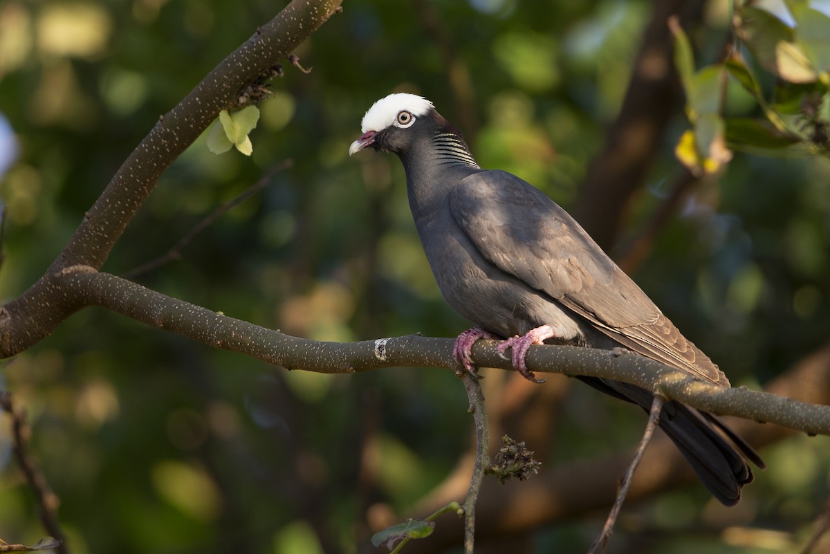 White-crowned Pigeon - ML630792033