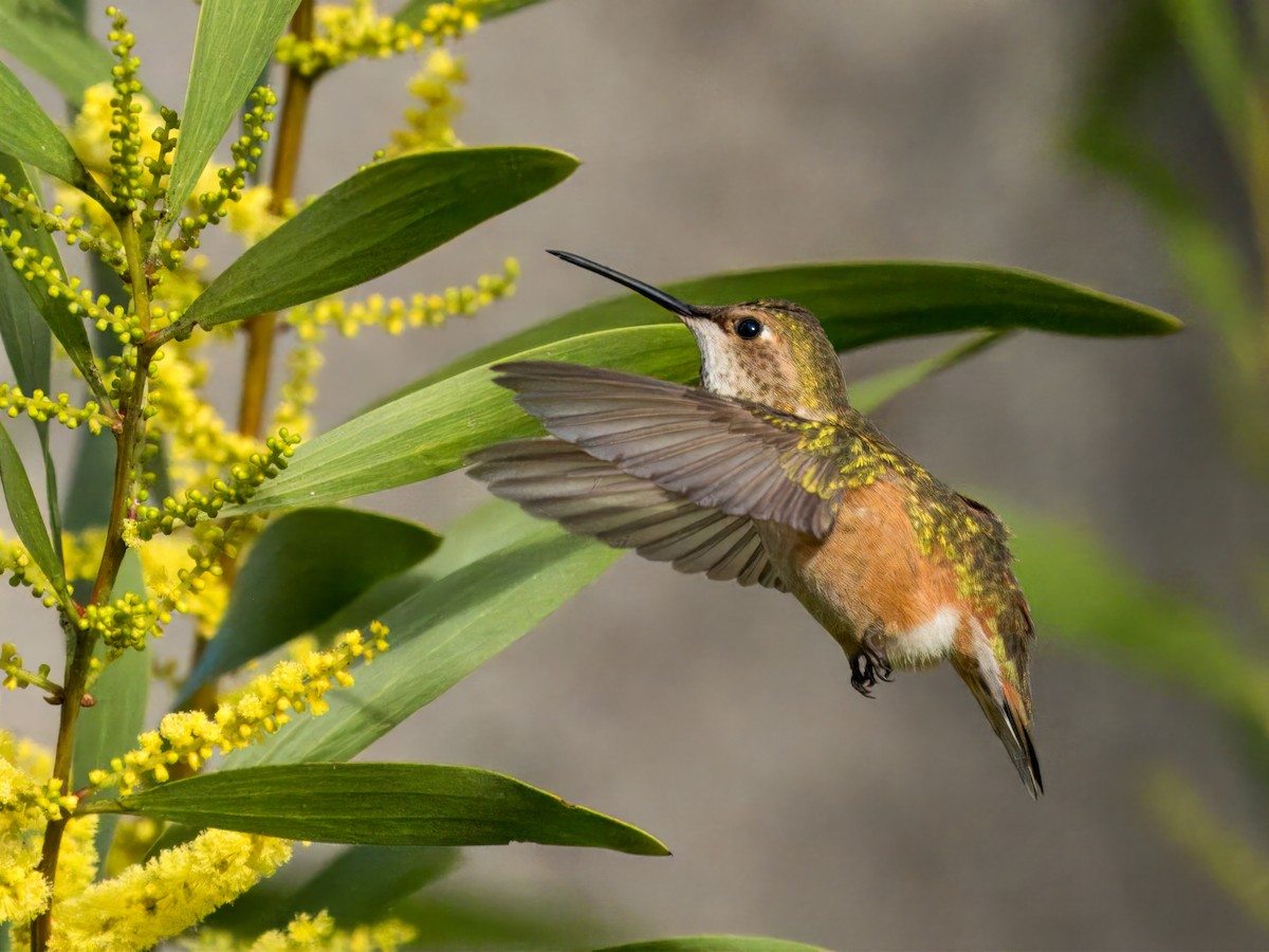 Allen's Hummingbird - Cin-Ty Lee