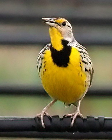 Eastern Meadowlark - ML630792369