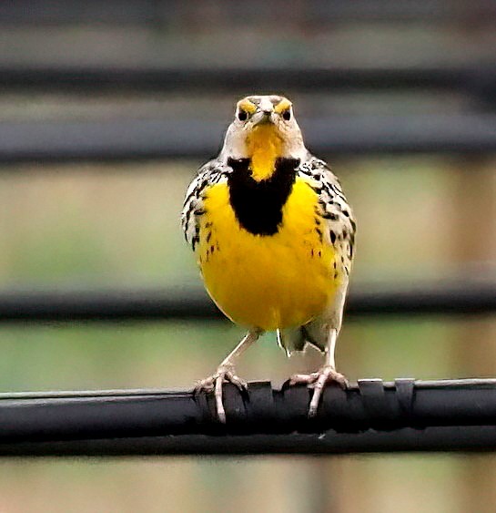 Eastern Meadowlark - ML630792371