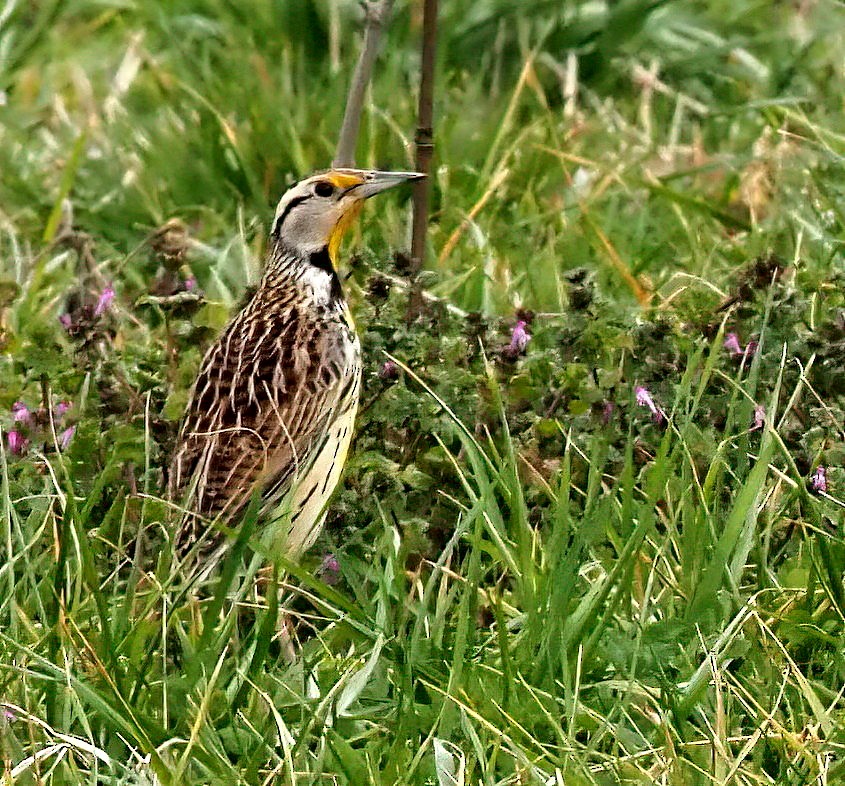 Eastern Meadowlark - ML630792380